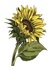 Helianthus