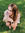 Avie