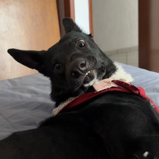 Daniosaurio