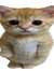 nini 
