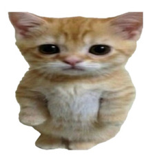 nini 