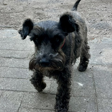 Greta