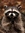 DarkRaccoon