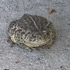 True Divinity Newsilver