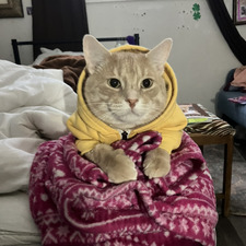 Rat Desai