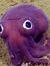 Cuttlefish