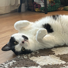 tabby
