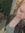 Charline Vanlaethem