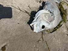 Voluntary Extinction