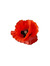 Poppy