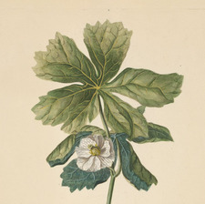 mayapple