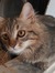Nour