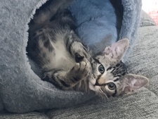 Isaac