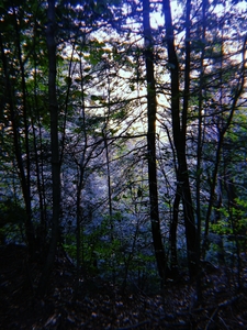 John Michael Roccamo