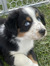 Harper