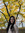 Silvana Farfan