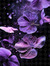 purple ...