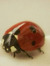 ladybug