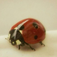 ladybug