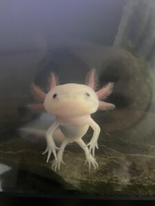axolotl