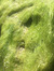 Bibato