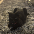 Jaz