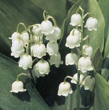 marianne ˚｡⋆୨୧˚