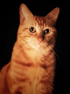 Niki