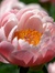 Peony
