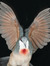 Dove