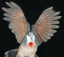Dove