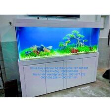 Hồ Cá thủy sinh
