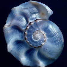 Ina