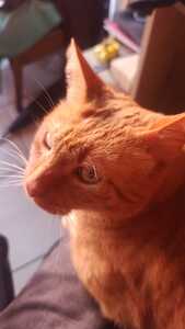 Thiare (caoticalectora)