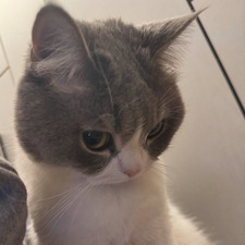 Melis