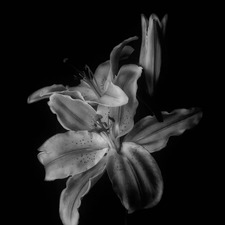 Kathrine ྀིྀི