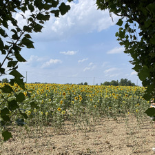 Siena
