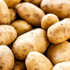 Sofia (The Holy Chicken)