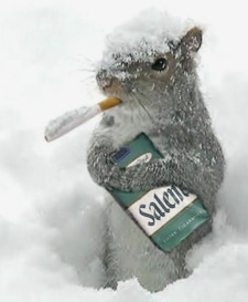 the literate squirrel