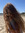 carys