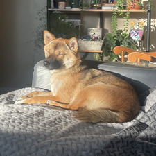 Hanna