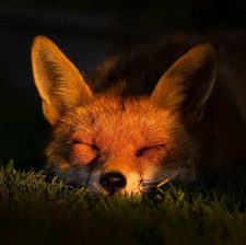 Aline  Vos &#x1f4da;