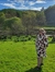 Cerys V...