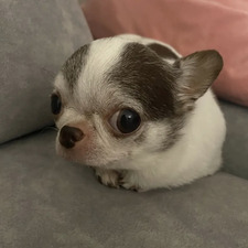 Nicole