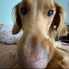 Rylee