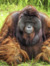 Wise Ape