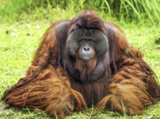 Wise Ape