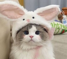 Laura ₍ᐢ. .ᐢ₎