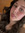 &#x1f940; Ava Rose &#x1f940; | 1 comments