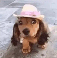 GiGi ପ(๑•ᴗ•๑)ଓ ♡!!!!